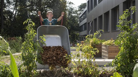 Junge kippt Schubkarre Mulch auf Schul-Acker